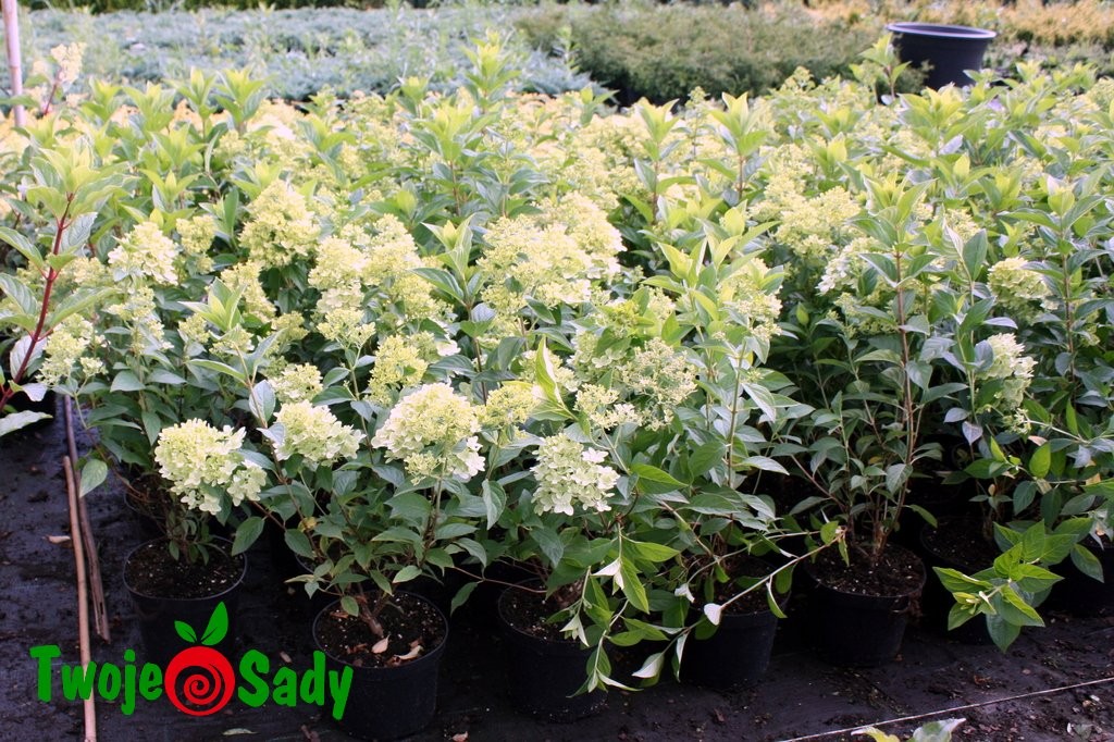 Hortensja bukietowa PINK LADY 60cm doniczka