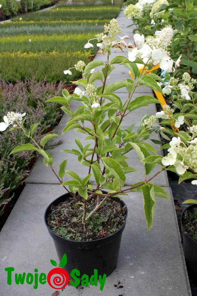 Hortensja bukietowa PINK LADY 60cm doniczka