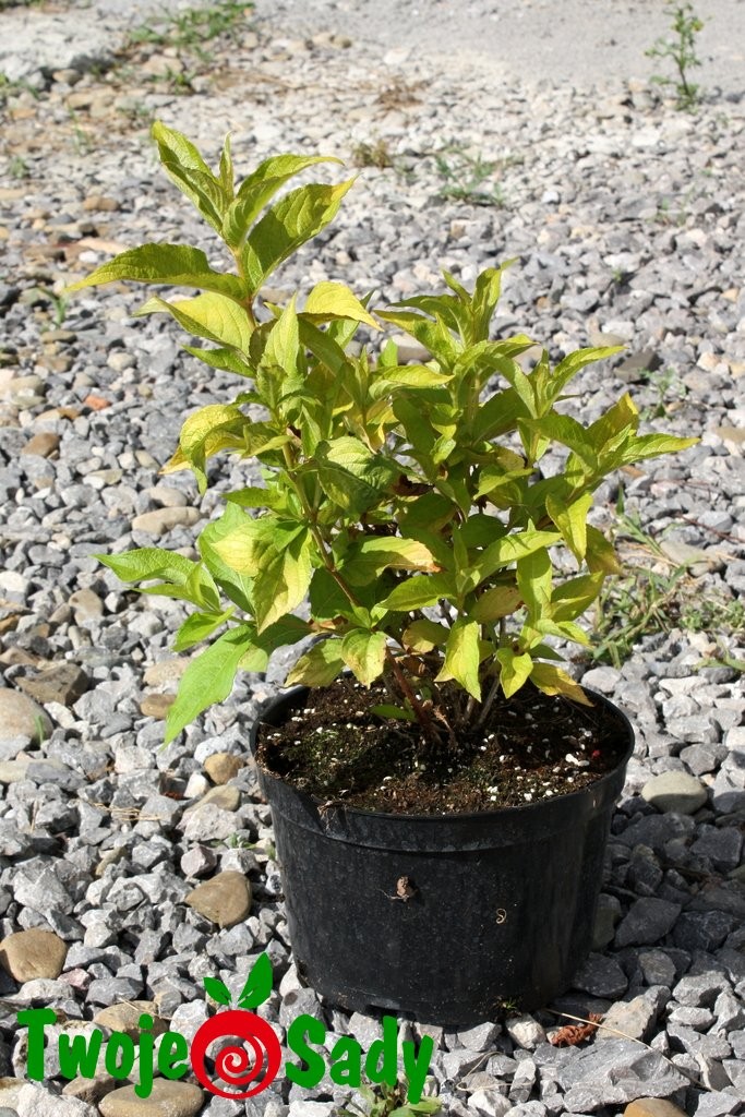 Krzewuszka cudowna GOLDEN JEANS 40cm doniczka