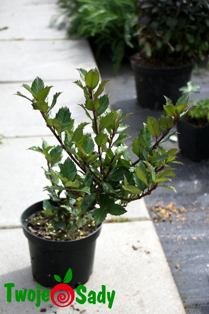 Ostrokrzew BLUE ANGEL 25cm doniczka