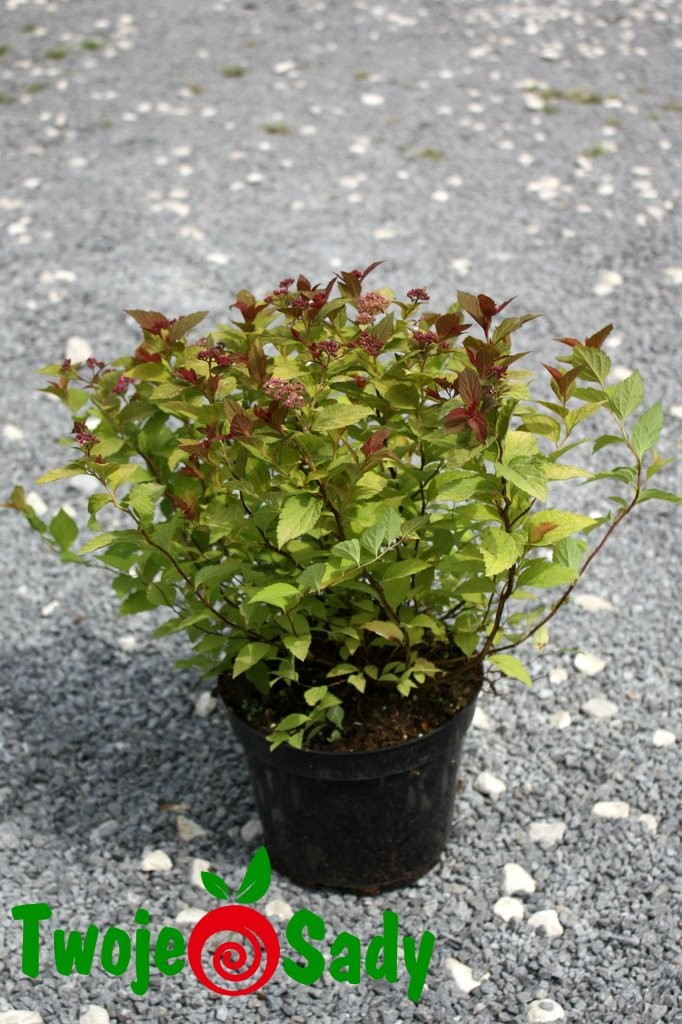 Tawuła japońska MAGIC CARPET 30cm doniczka