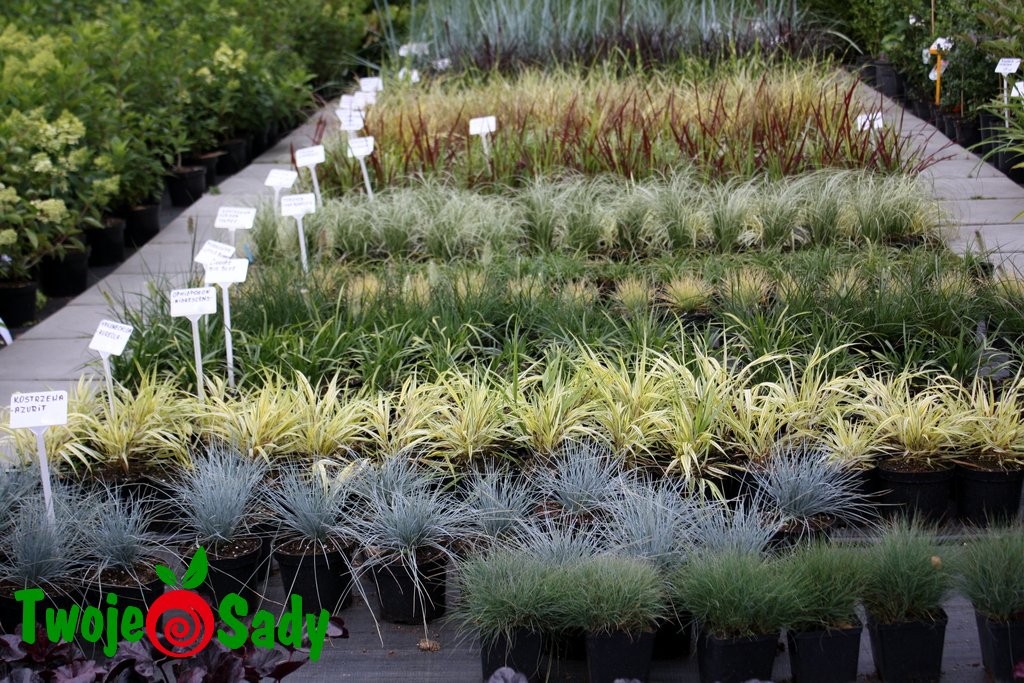 Juka yucca paskowana BANANA SPLIT 15cm doniczka