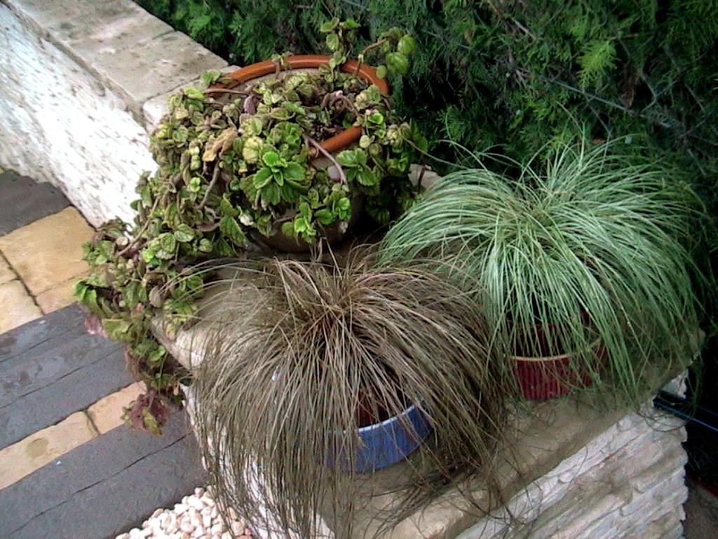 Turzyca włosista FROSTED CURLS 25cm doniczka