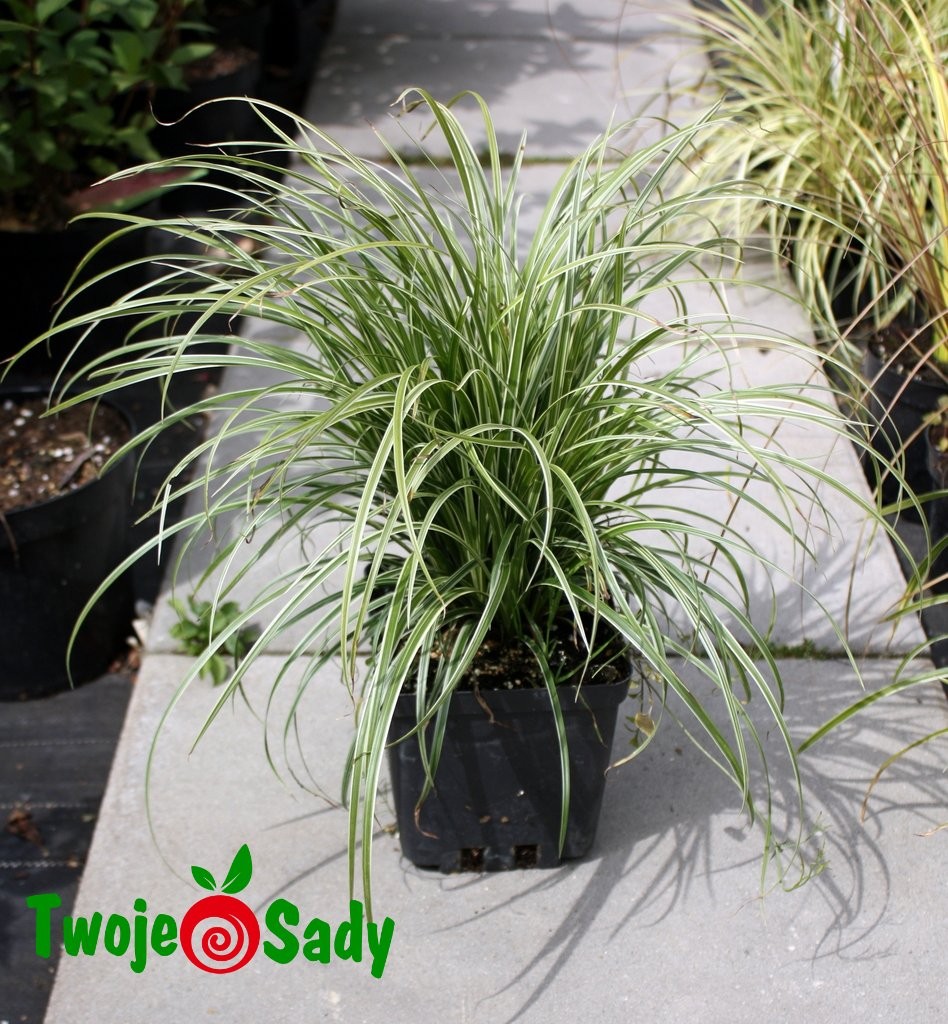 Turzyca Morrowa SILVER SCEPTRE 25cm doniczka