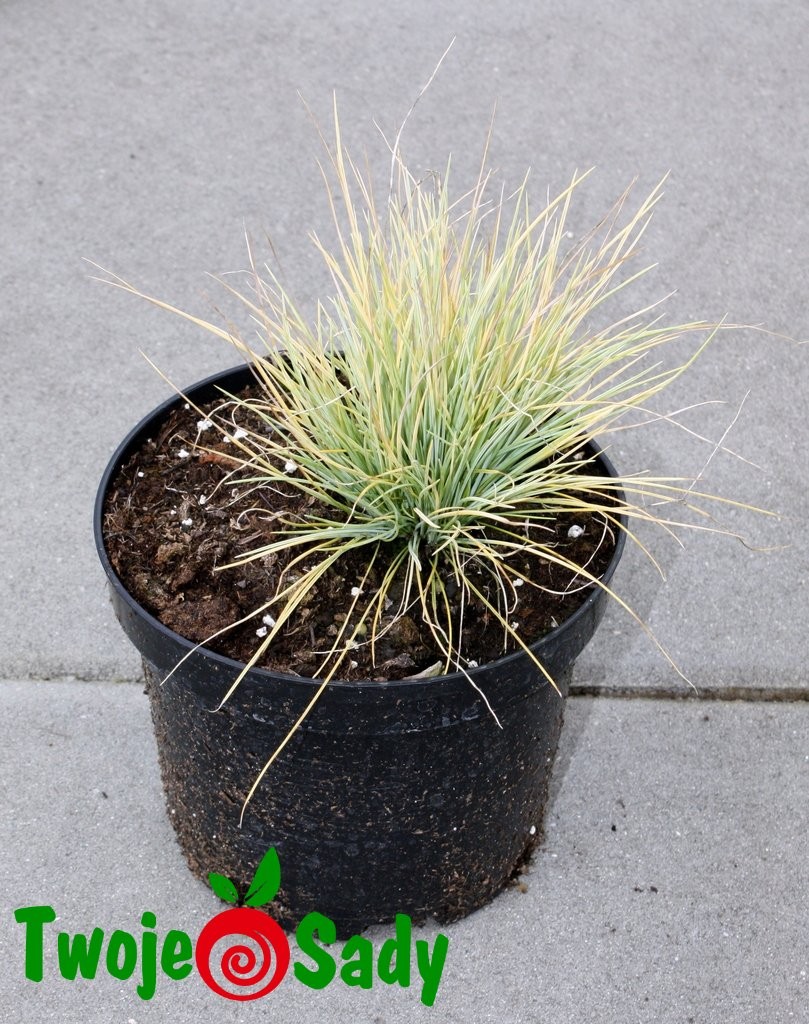 Kostrzewa sina GOLDEN TOUPEE 20cm doniczka