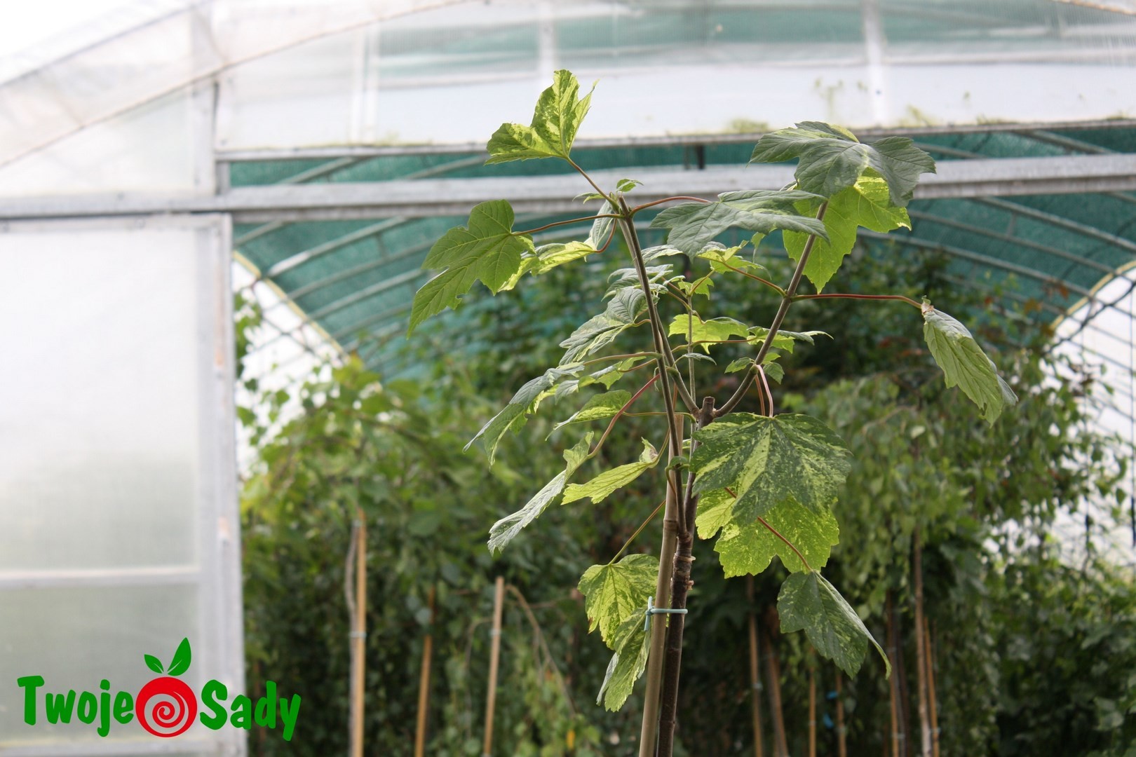 Klon jawor LEOPOLDII szczepiony 180cm doniczka