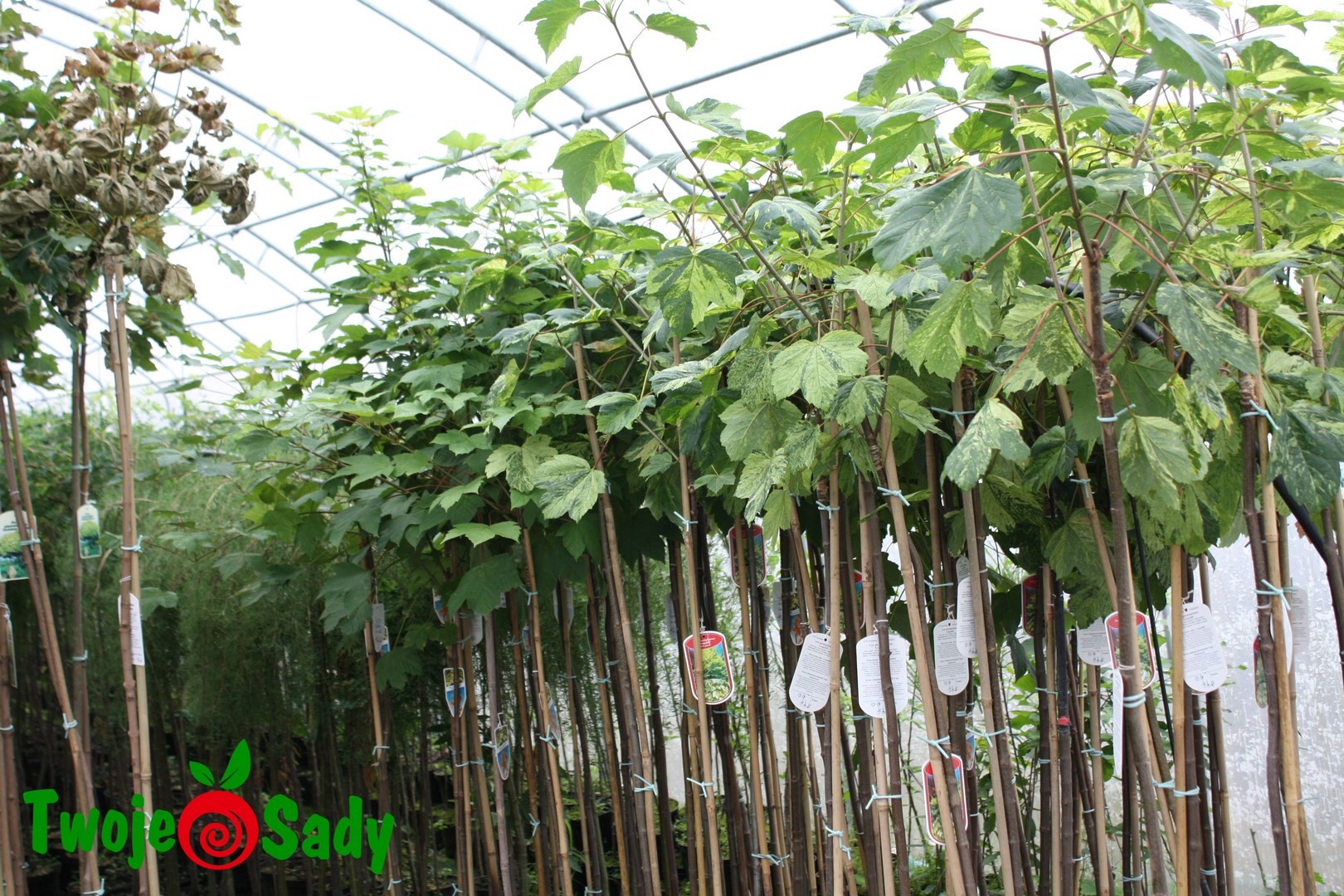 Klon jawor LEOPOLDII szczepiony 180cm doniczka