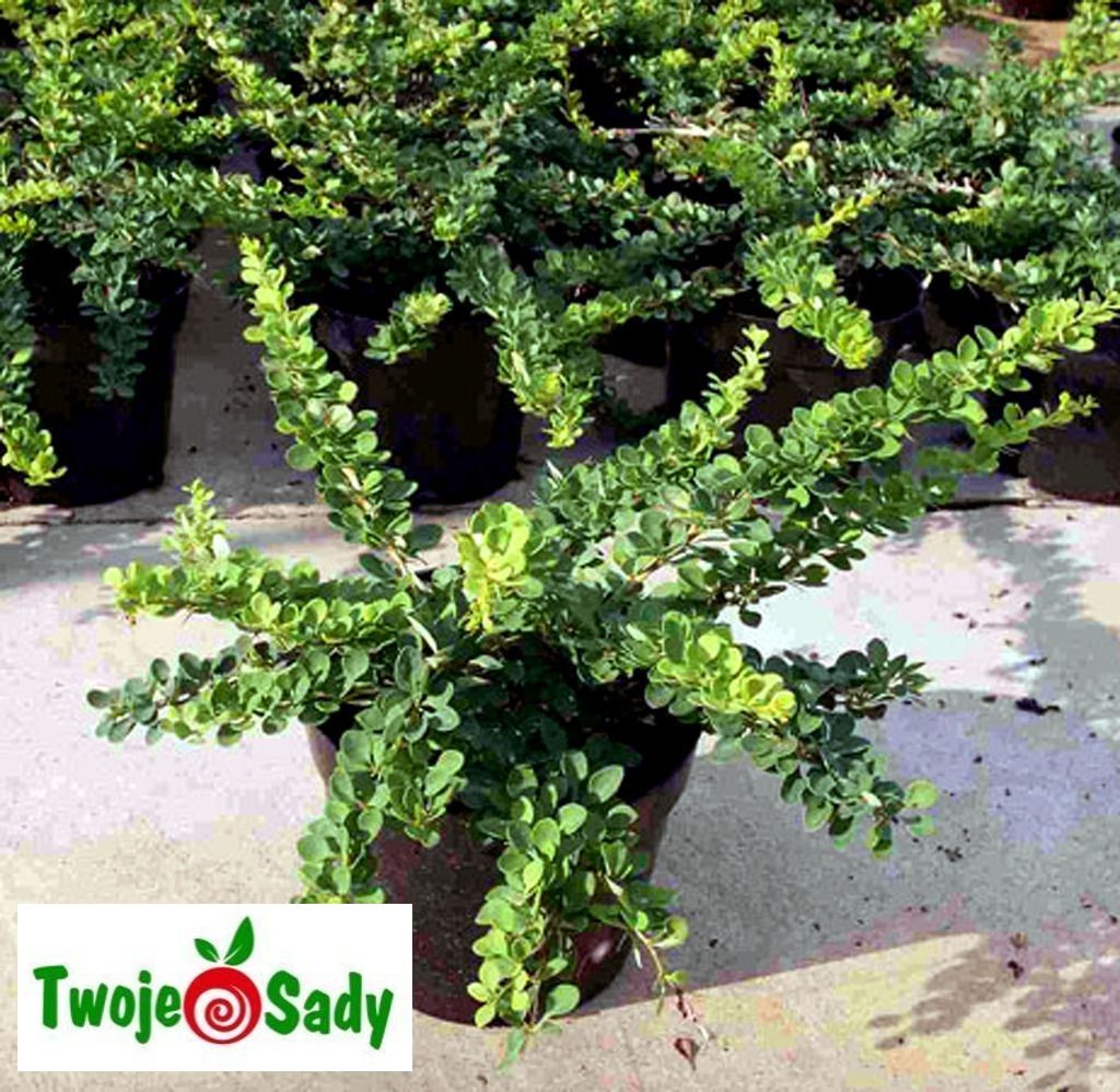 Berberys Thunberga GREEN CARPET 40cm doniczka