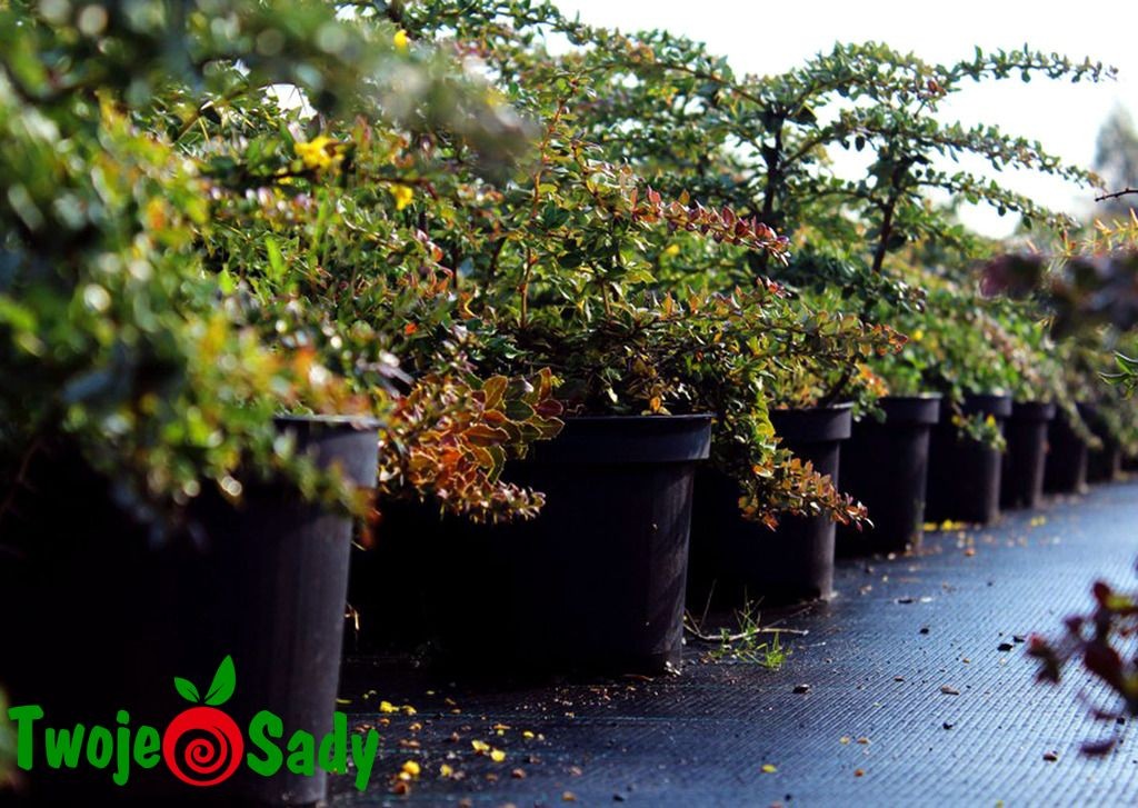 Berberys brodawkowaty VERRUCULOSA 30cm doniczka