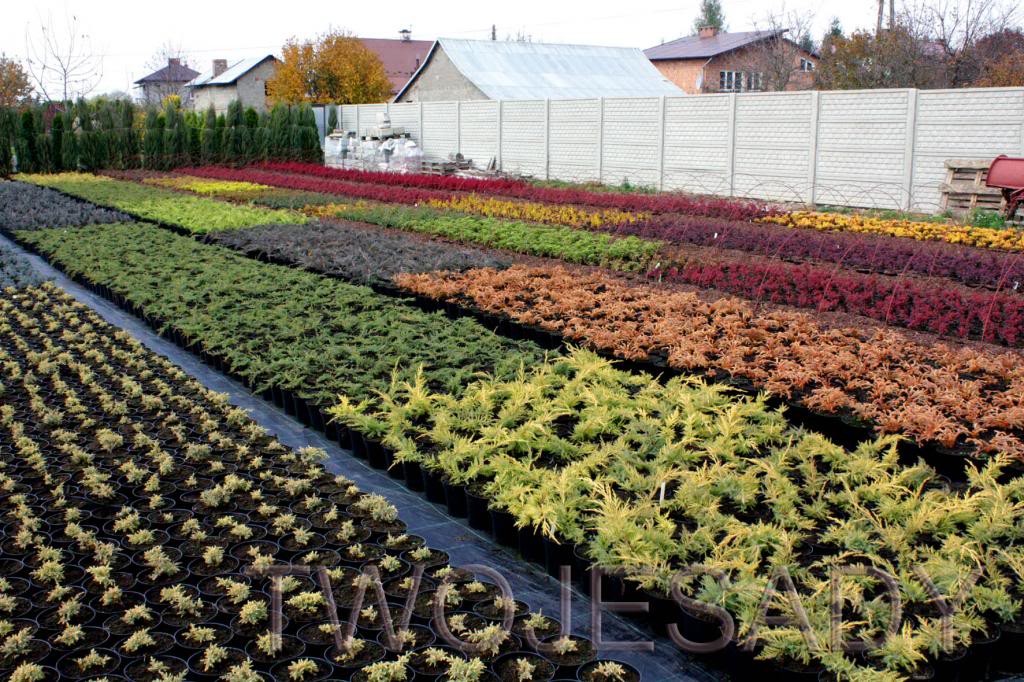 Cis pospolity AUREA DECORA 30cm doniczka