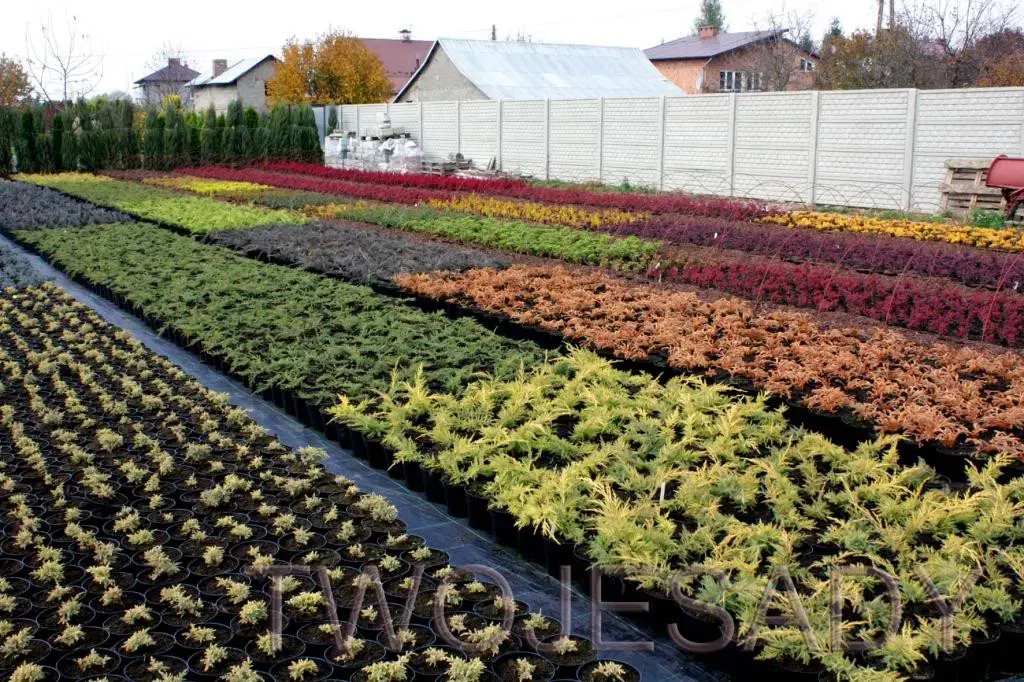 Cis pospolity REPANDENS 25cm doniczka