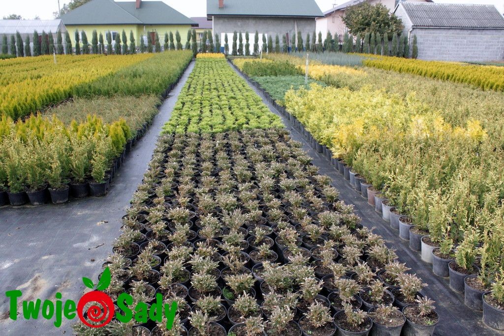 Irga rozesłana QUEEN OF CARPETS 30cm donickza