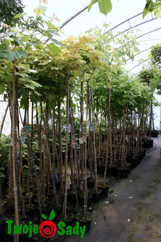 Klon jawor ESK SUNSET szczepiony 180cm doniczka