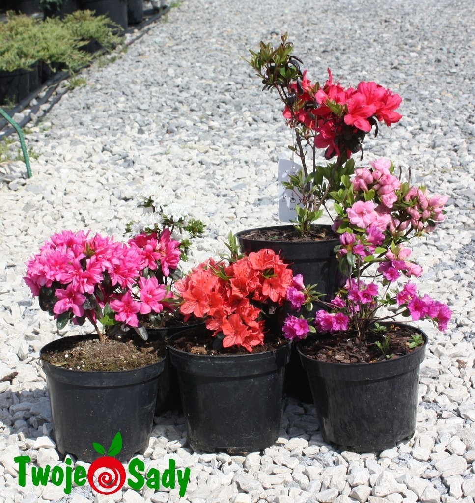 Azalia japońska MARUSCHKA 20cm doniczka