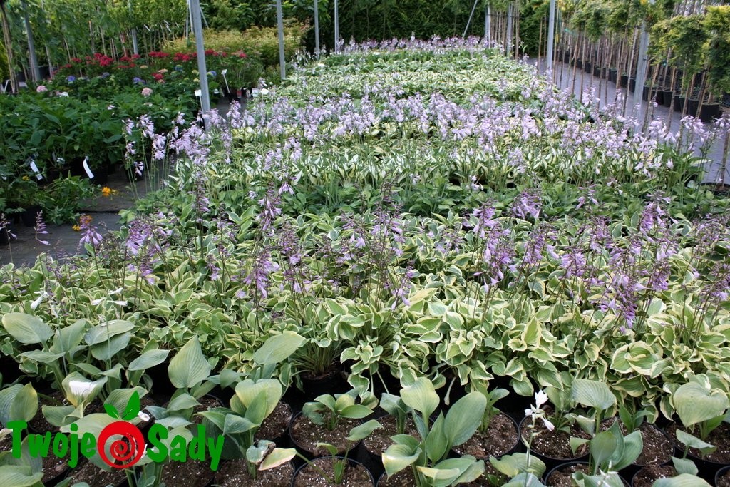Funkia Hosta KIWI FULL MONTY 30cm doniczka