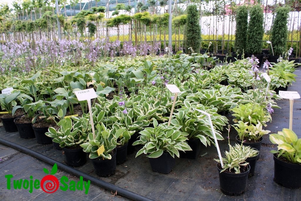 Funkia Hosta LAKESIDE DRAGONFLY 30cm doniczka