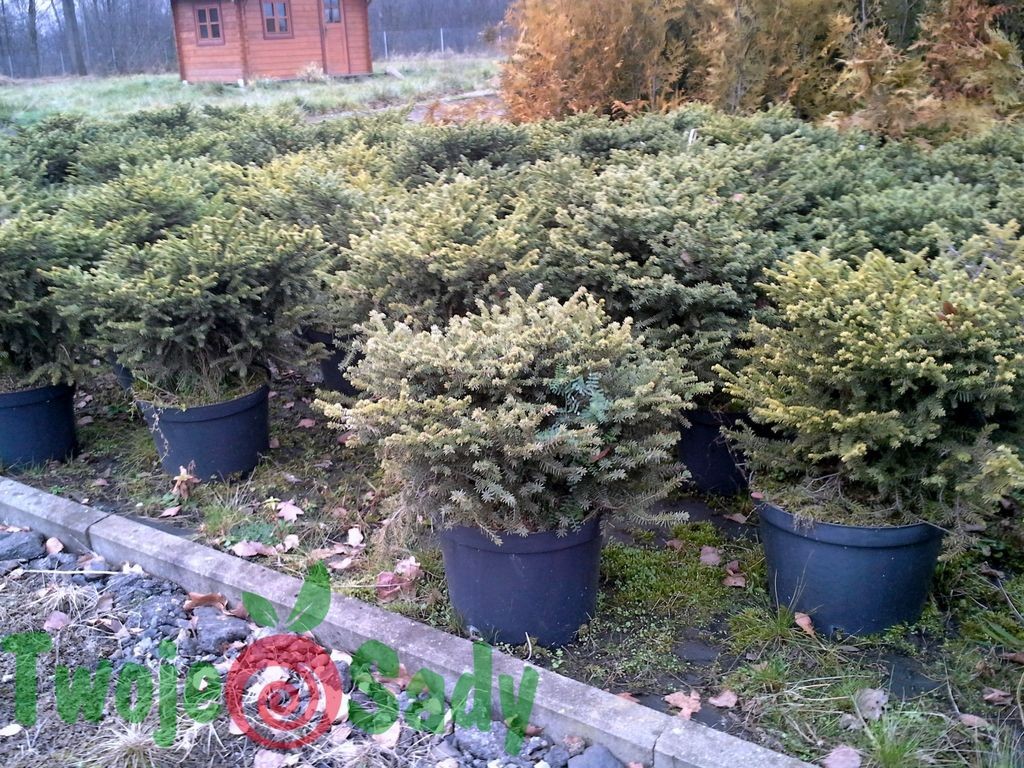 Świerk kulisty NIDIFORMIS 40cm doniczka