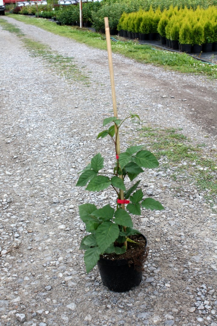 Jeżyna bezkolcowa DIRKSEN 30cm doniczka