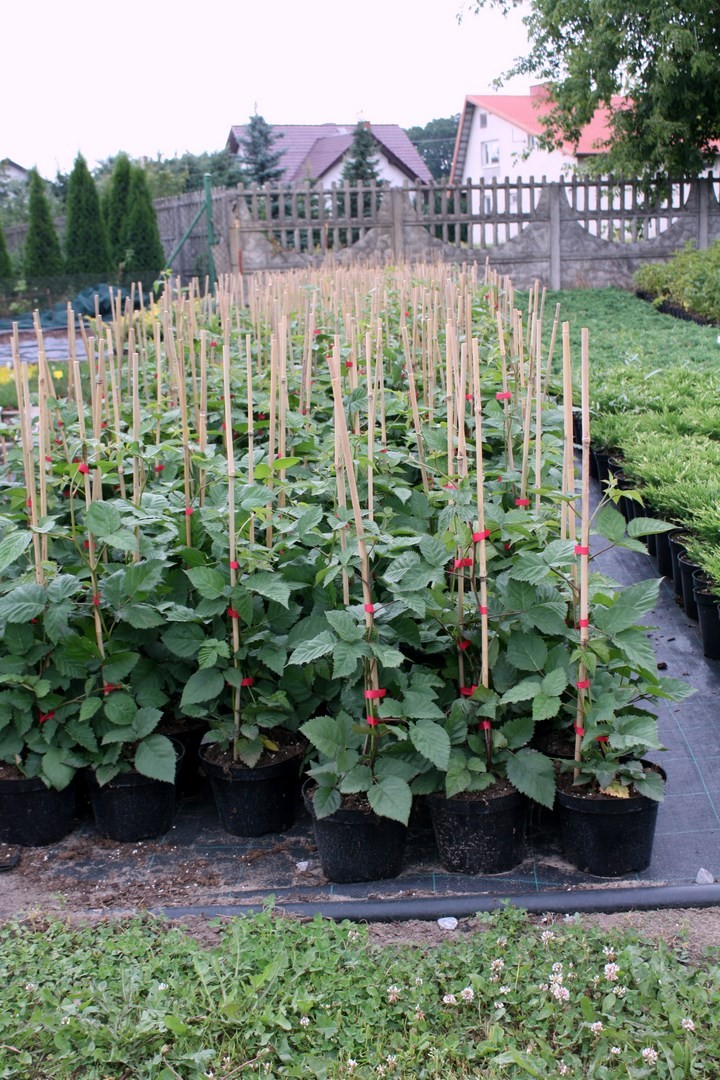 Jeżyna bezkolcowa DIRKSEN 30cm doniczka