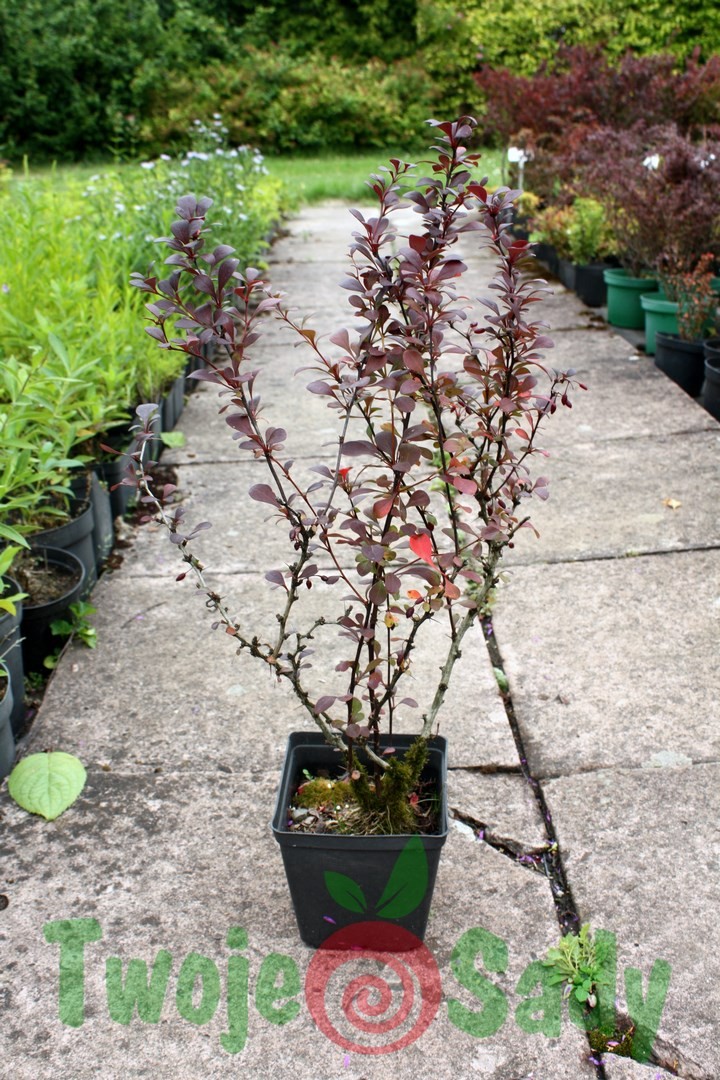 Berberys Thunberga DART'S RED LADY 50cm doniczka
