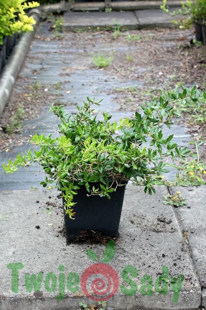 Berberys brodawkowaty VERRUCULOSA 30cm doniczka