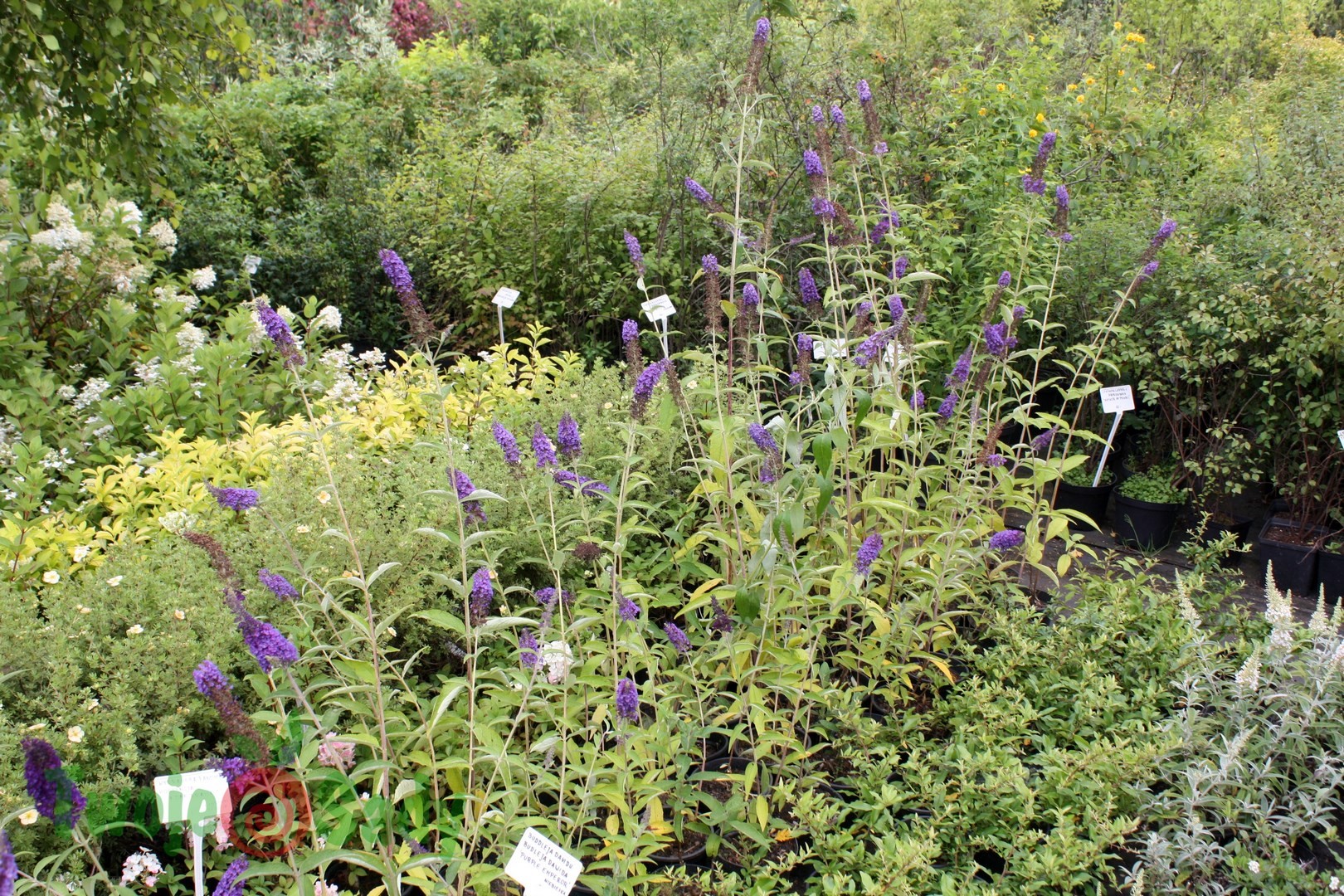 Budleja Davida PURPLE EMPEROR 60cm doniczka