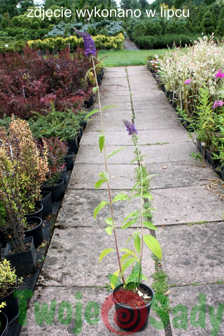 Budleja Davida PURPLE EMPEROR 60cm doniczka