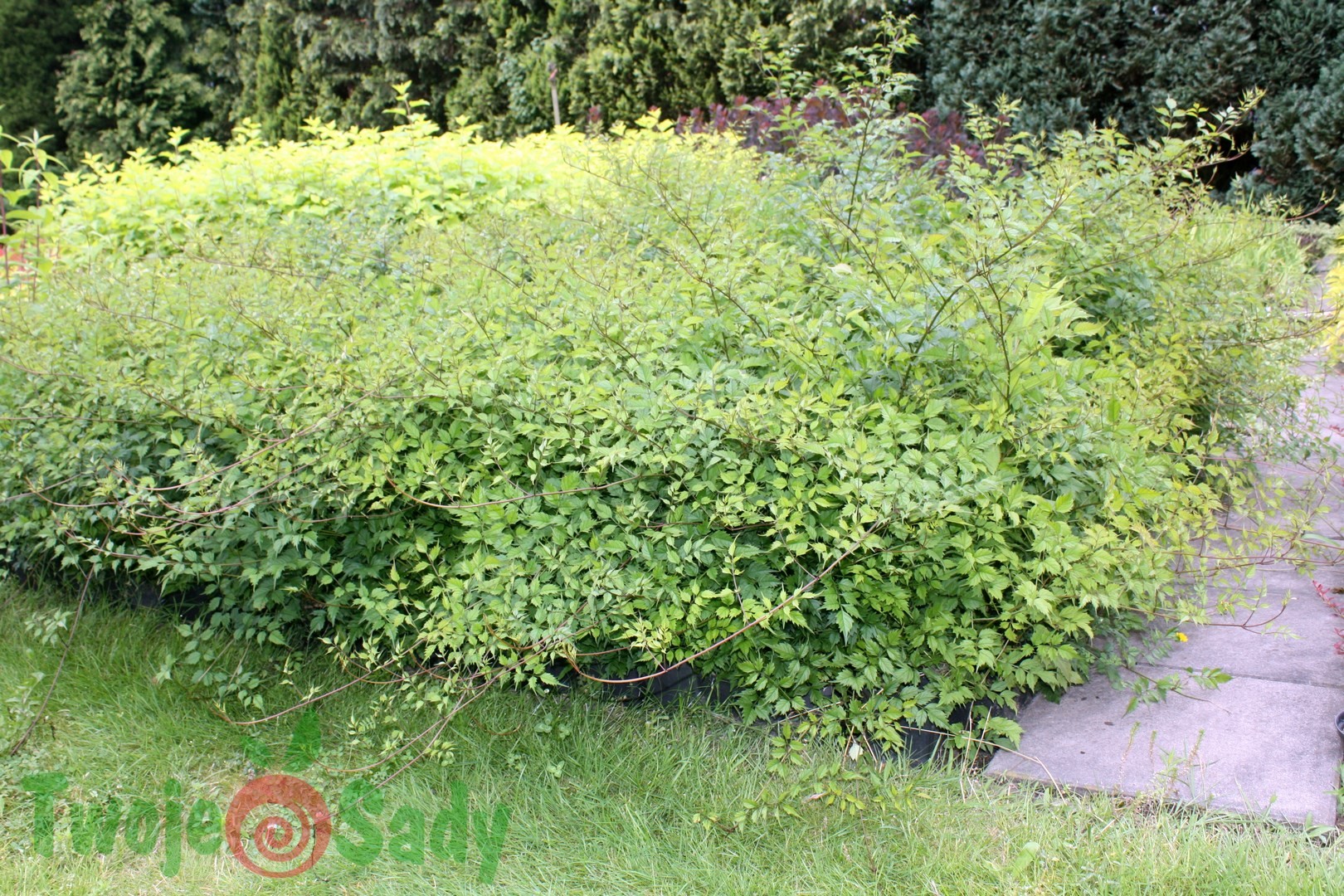 Milin amerykański FLAMENCO