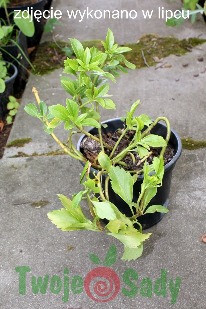 RUNIANKA japońska w doniczce