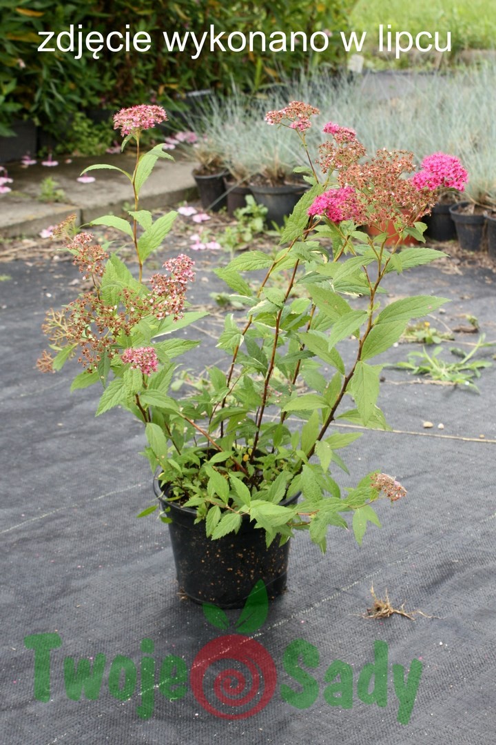 Tawuła japońska ANTHONY WATERER 40cm doniczka