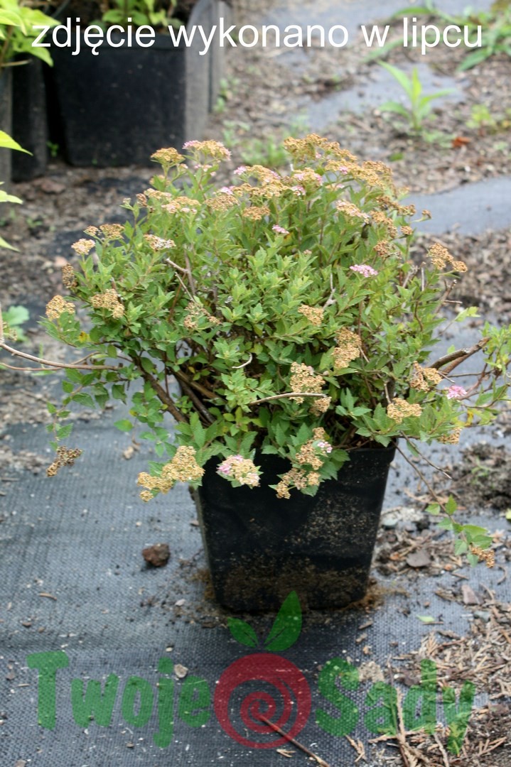 Tawuła japońska JAPANESE DWARF 30cm doniczka