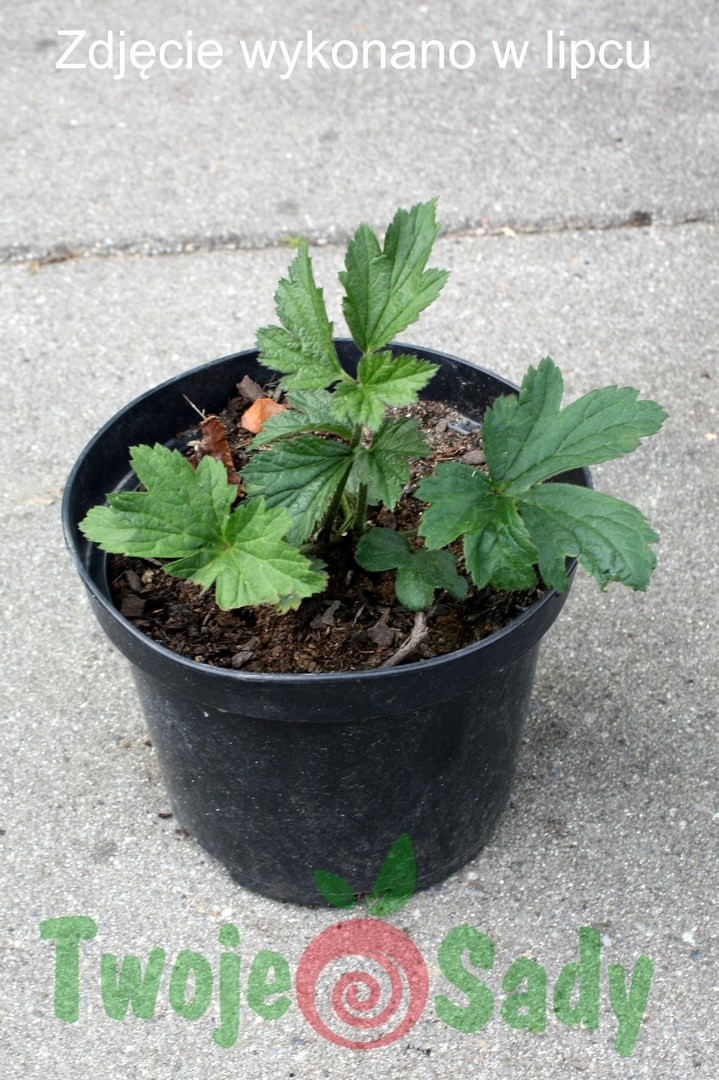 Zawilec japoński różowy PINK SAUCER