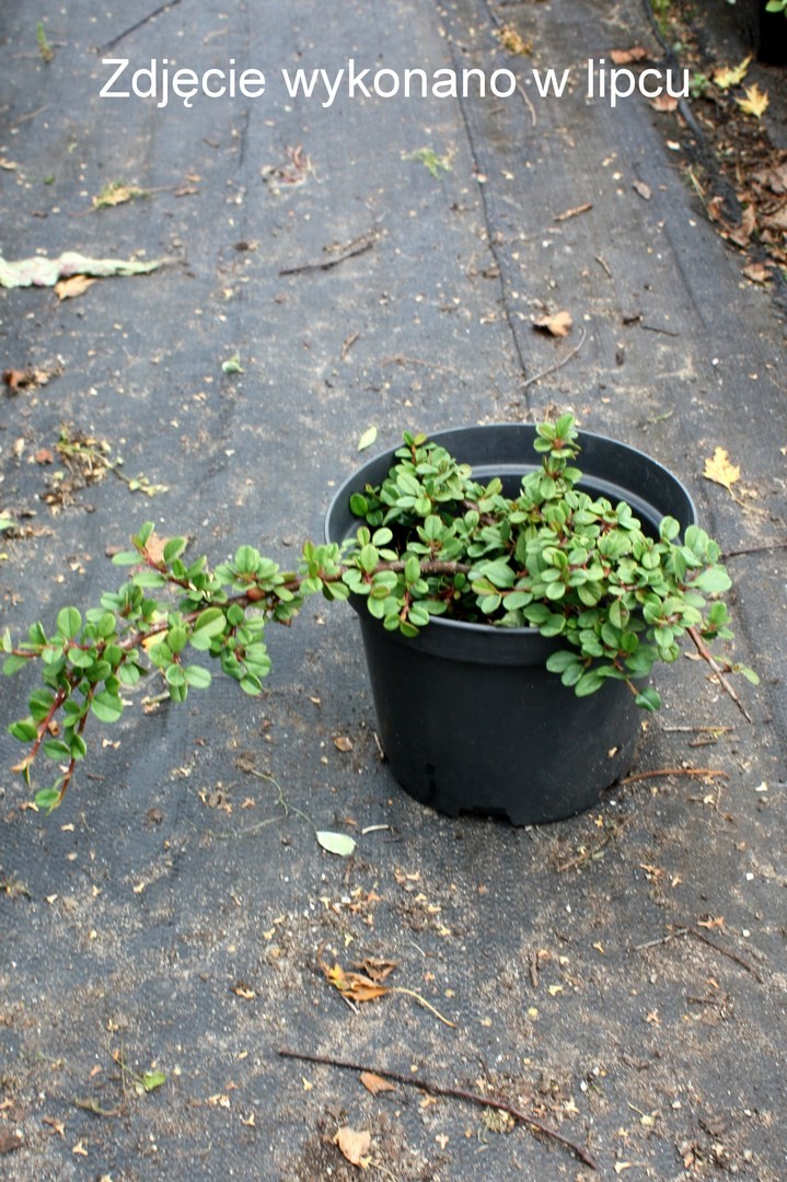 Irga rozesłana QUEEN OF CARPETS 30cm donickza