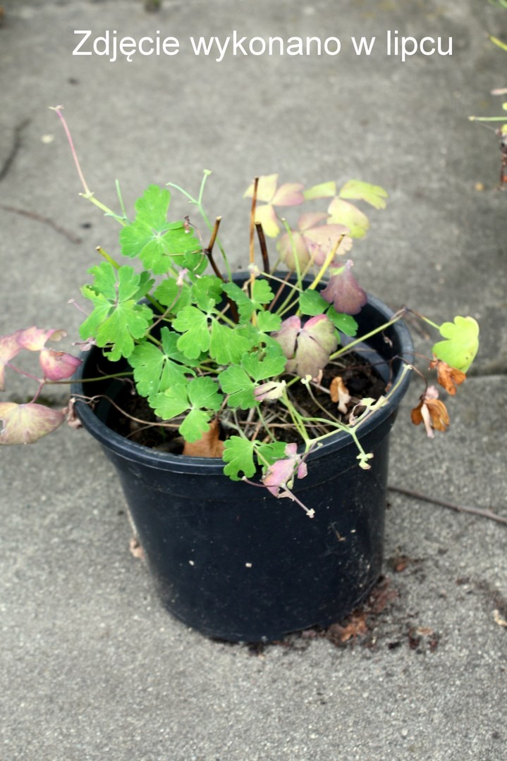 ORLIK wyjątkowy CZERWONO BIAŁY C1,5