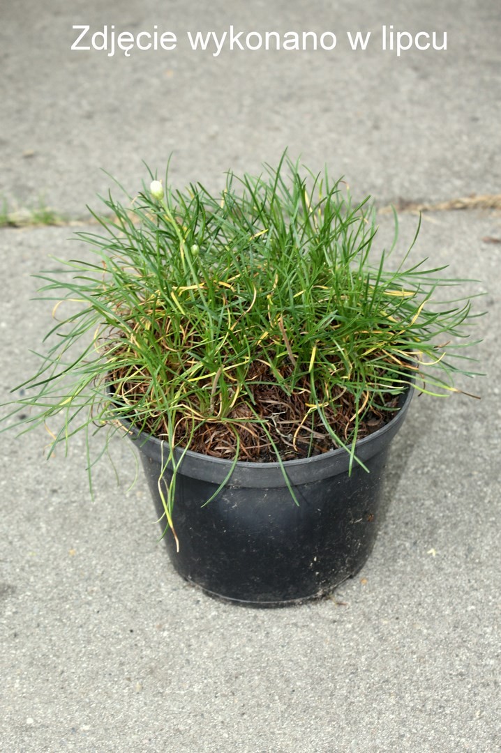 Zawciąg BALLERINA WHITE doniczka P13