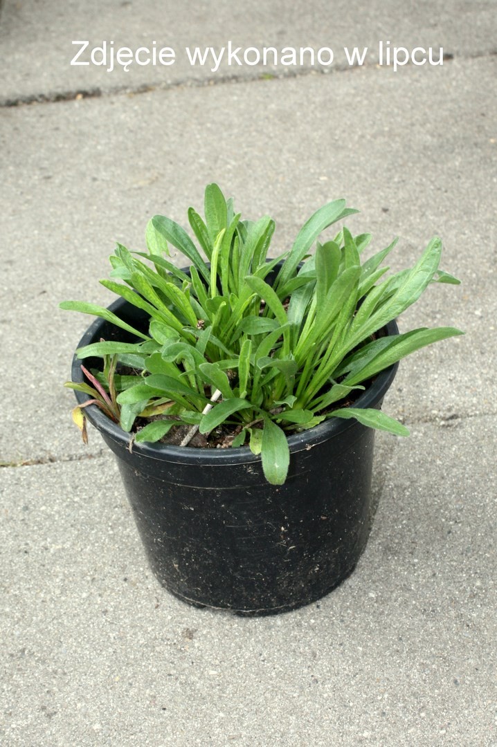 Aster alpejski HAPPY END doniczka C1,5