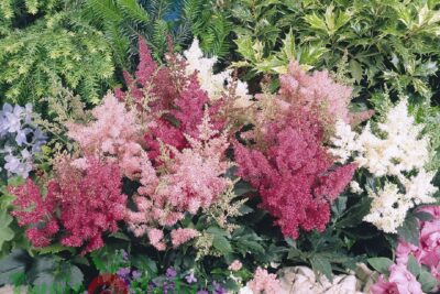 Tawułka arendsa ASTARY MIX