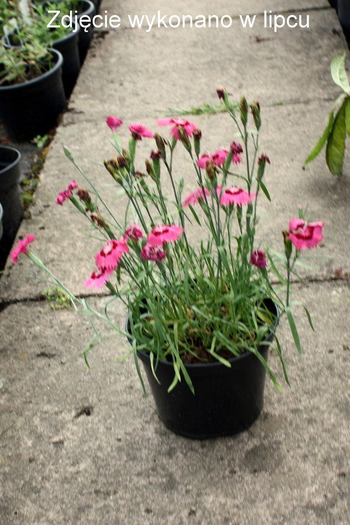 Goździk siny doniczka P9