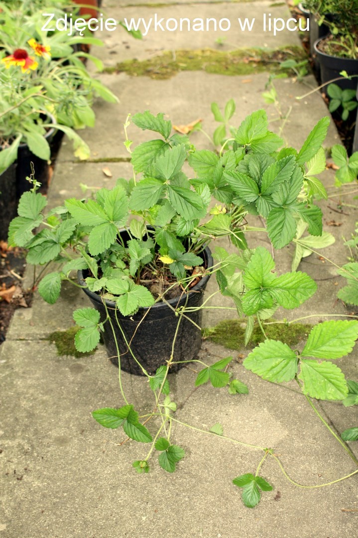 Poziomka indyjska doniczka P13