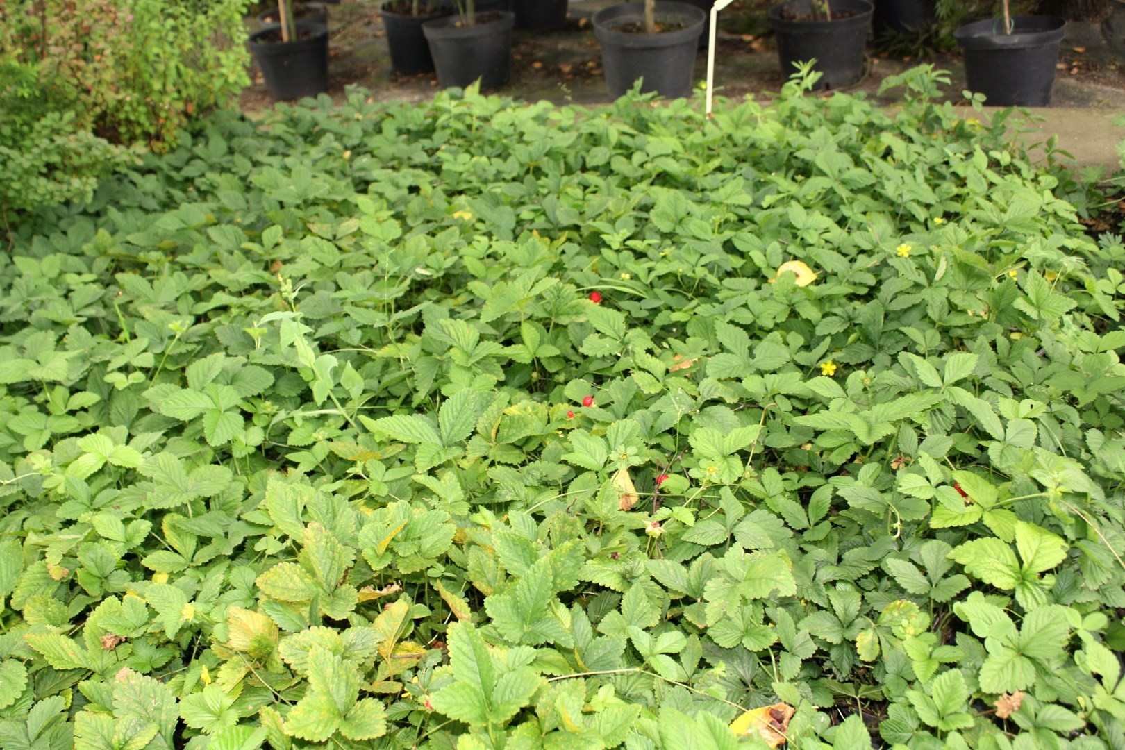 Poziomka indyjska doniczka P13