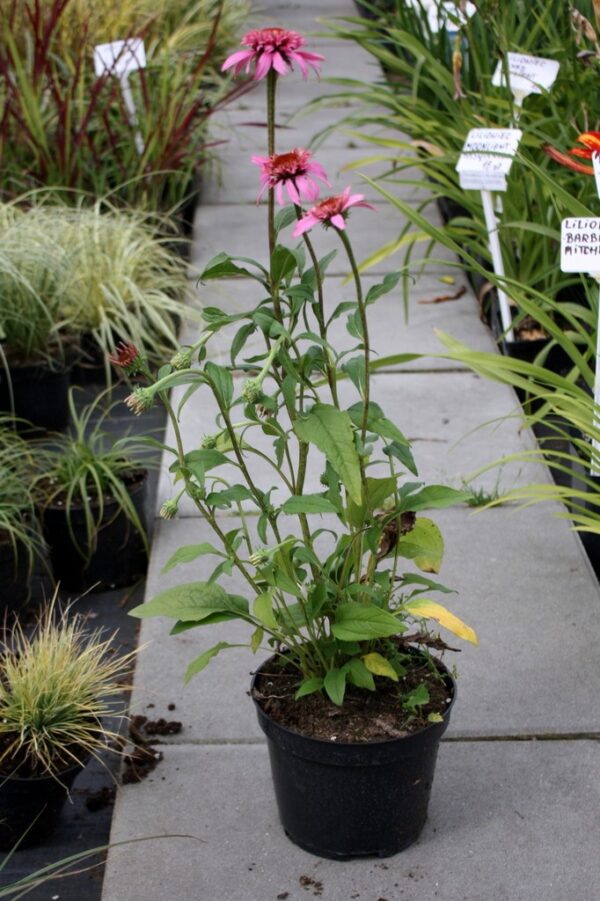 Echinacea jeżówka PRAIRIE SPLENDOR