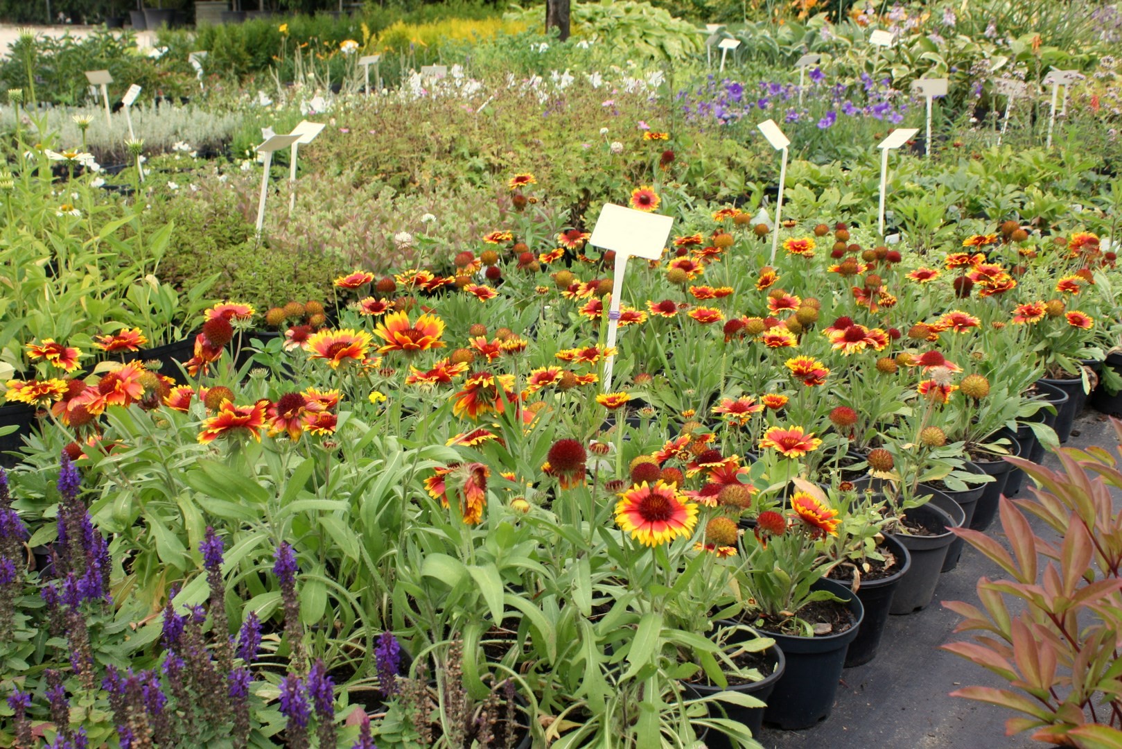 Gailardia słoneczna Arizona Sun doniczka C1,5