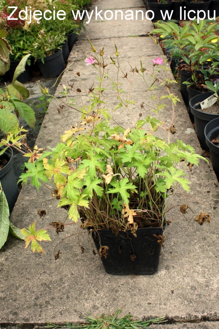 Bodziszek czerwony VISION VIOLET doniczka P13