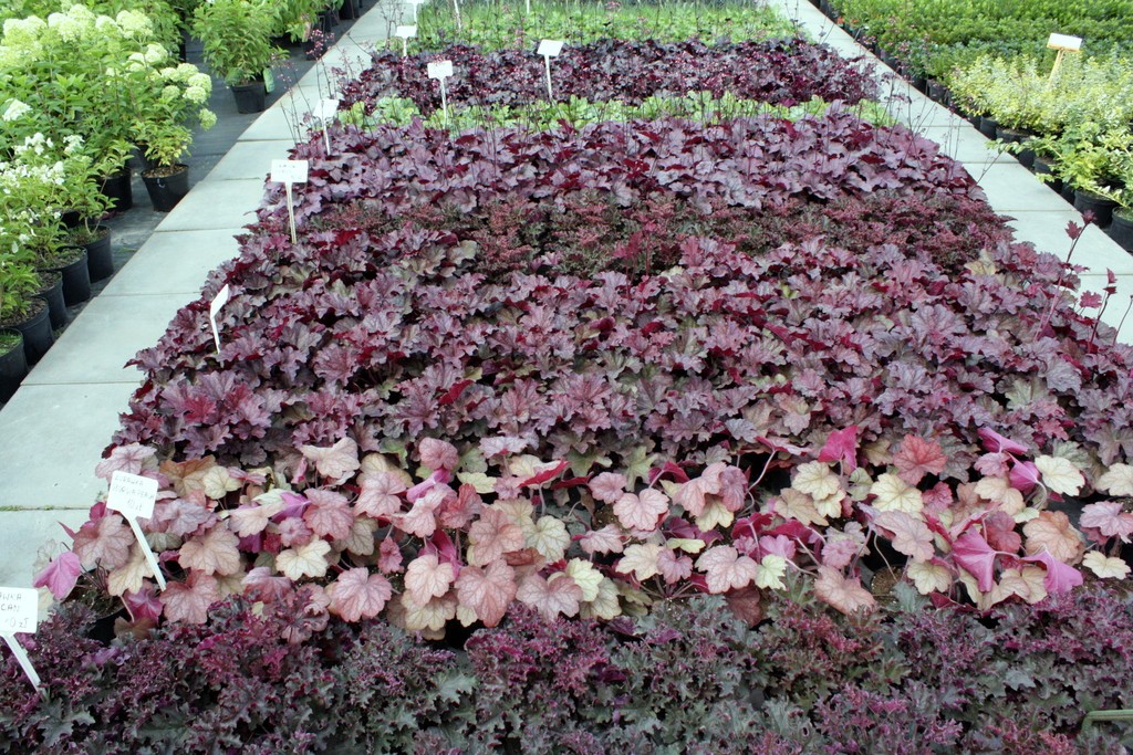 Żurawka CASCADE DAWN doniczka