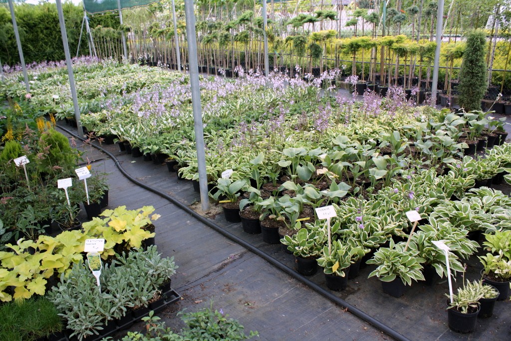 Funkia Hosta ABBA DABBA DO 4 letnia doniczka