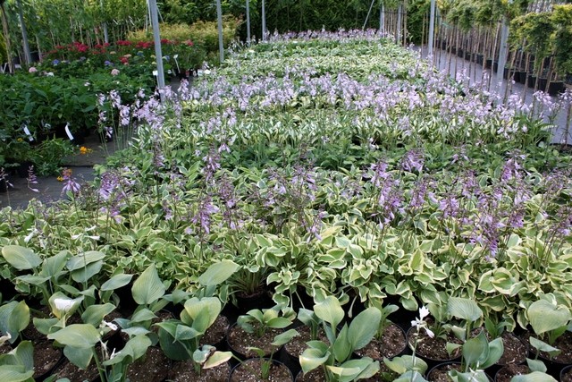 Funkia Hosta FIRE AND ICE 4-letnia doniczka