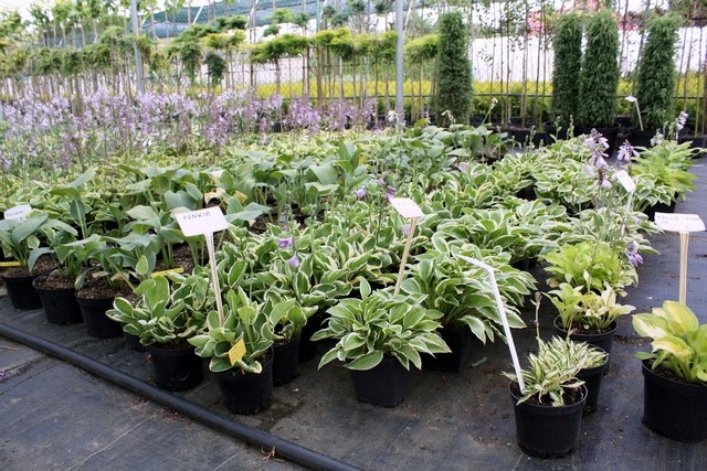 Funkia Hosta WIDE BRIM 4 LETNIA doniczka