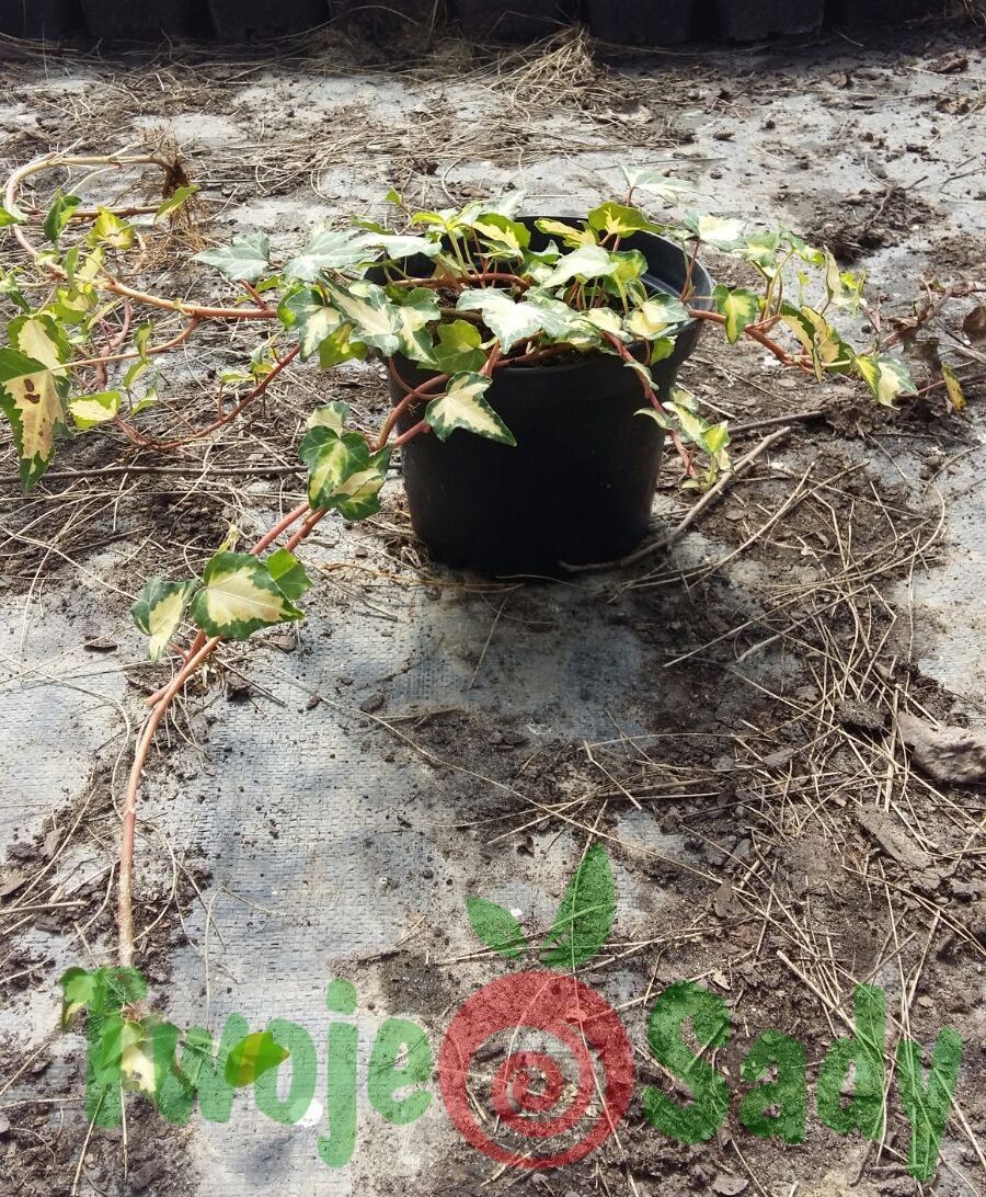 Bluszcz GOLDHEART doniczka