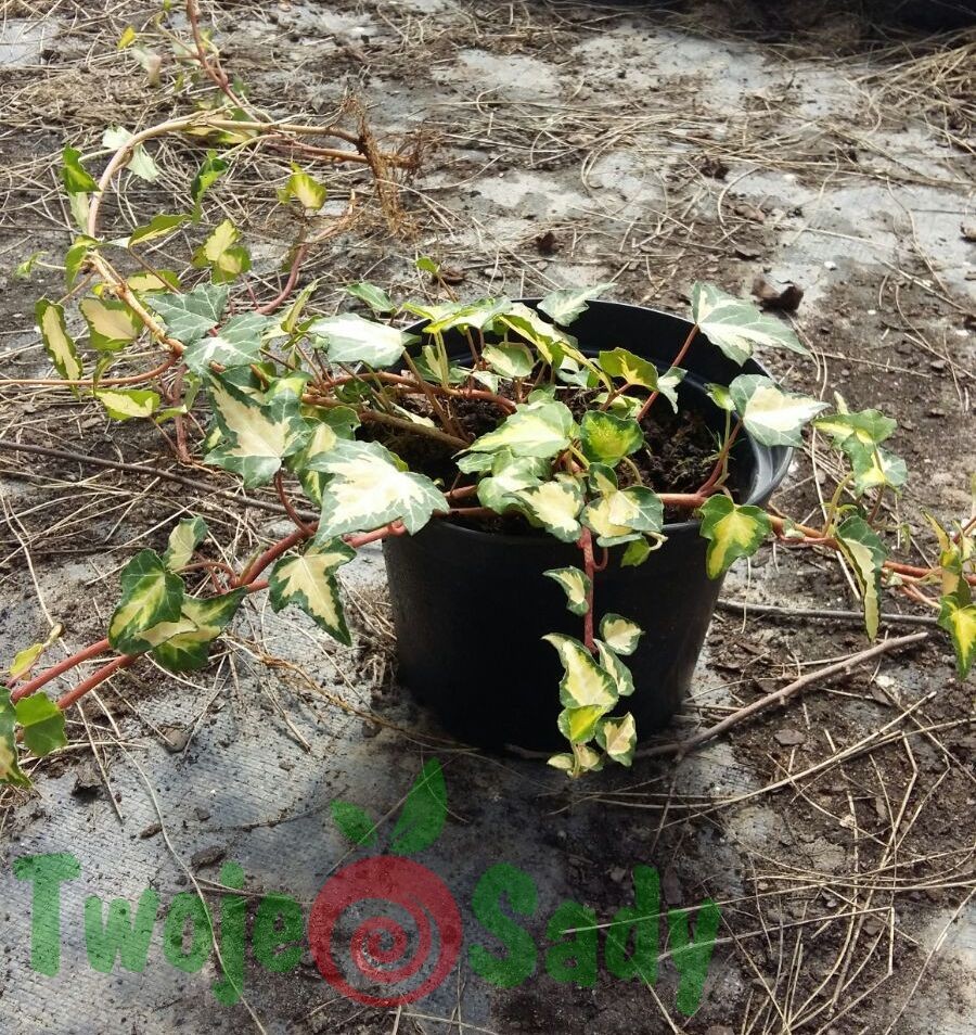 Bluszcz GOLDHEART doniczka