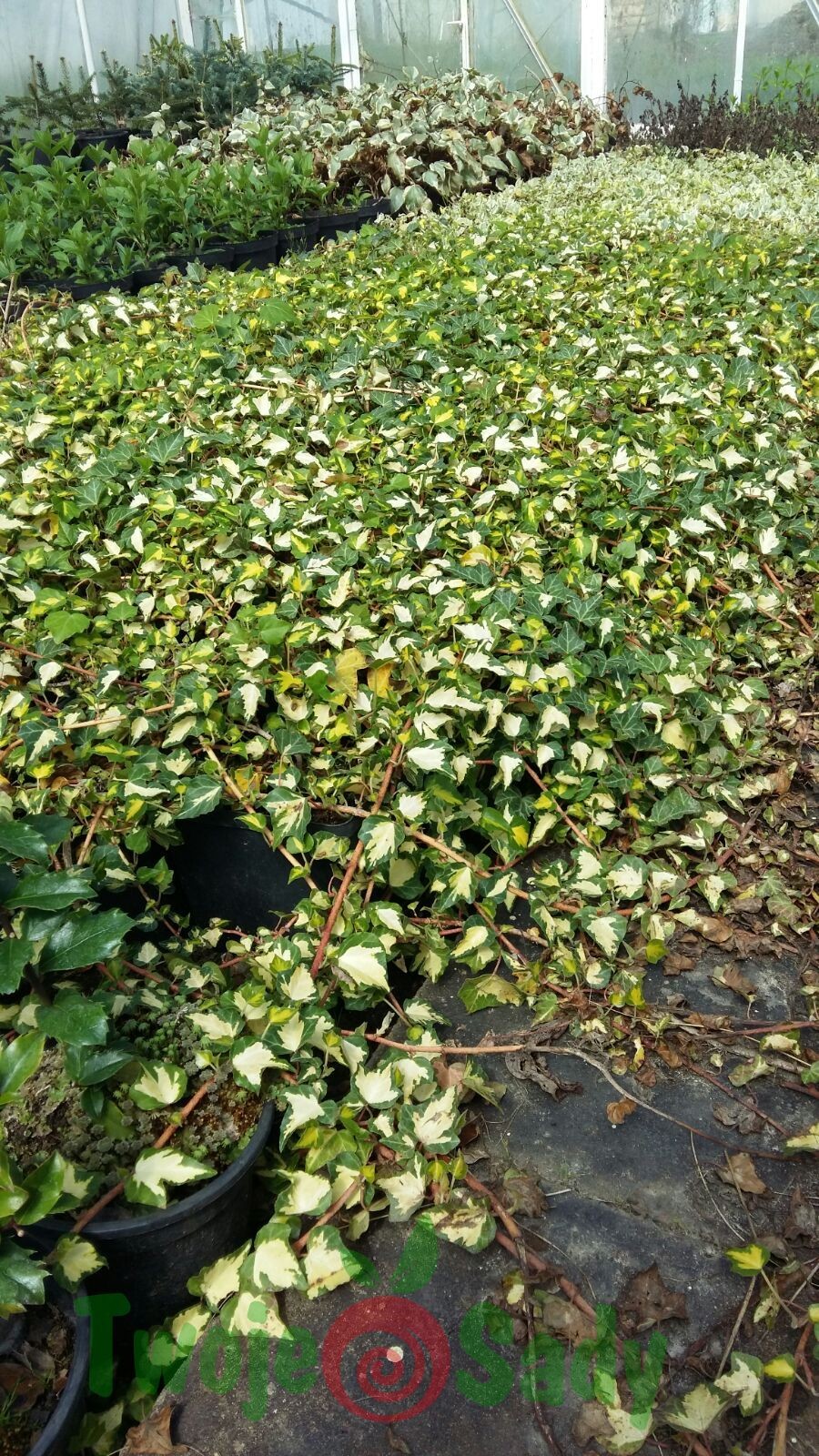 Bluszcz GOLDHEART doniczka